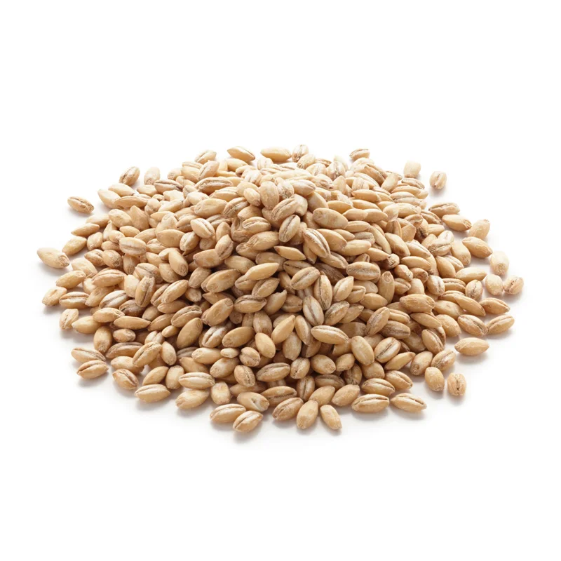 100% Barley Seeds Barley grains for export
