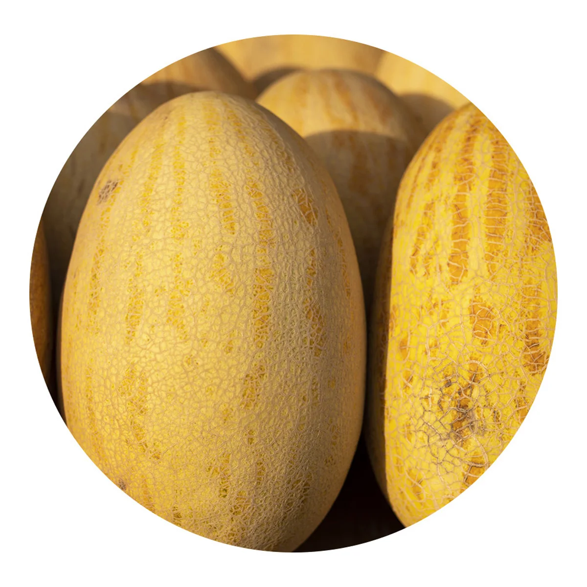 Fresh melon ripe and delicious fast delivery wholesale low price