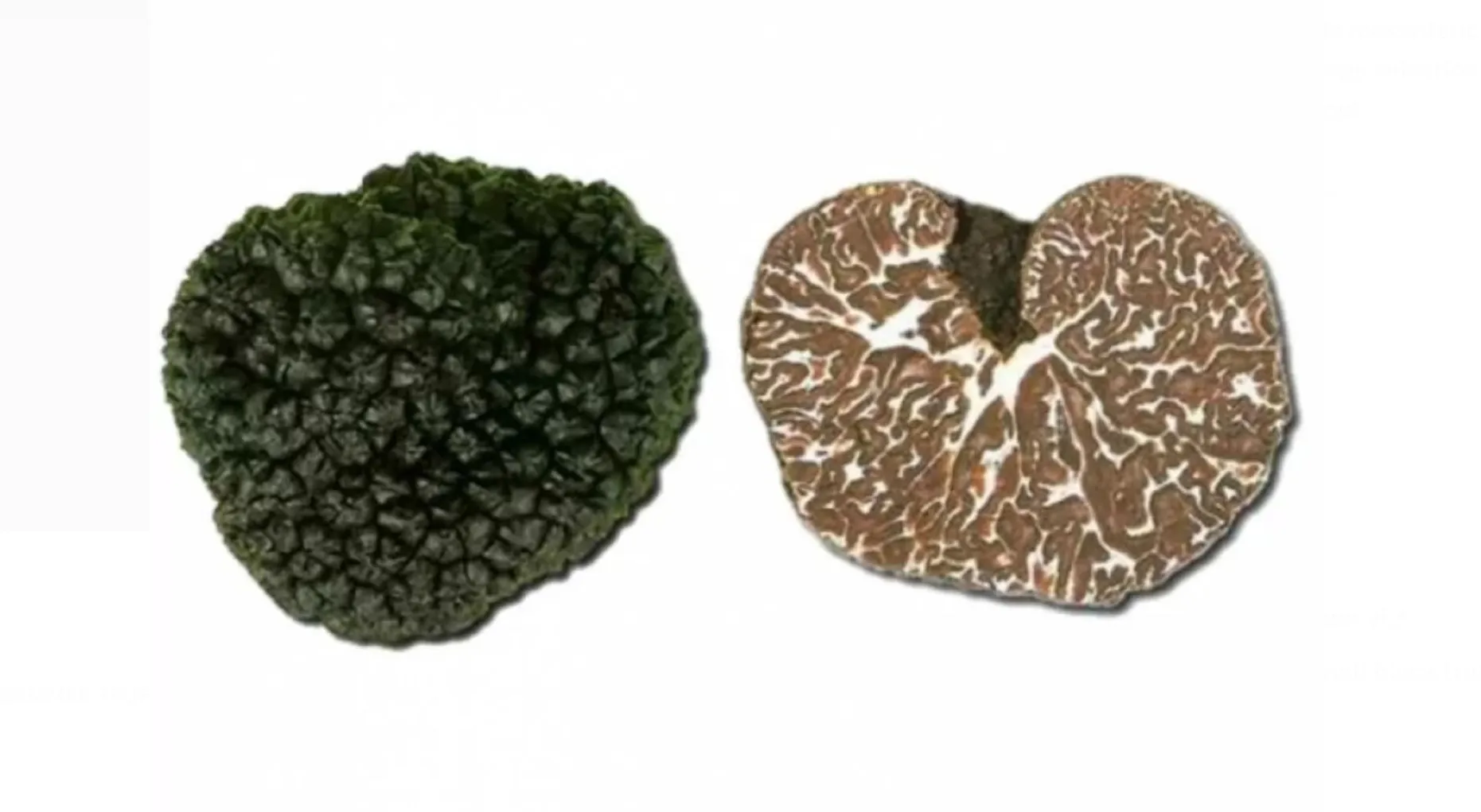 Свежий черный клубок MESENTERICUM-Второй сорт