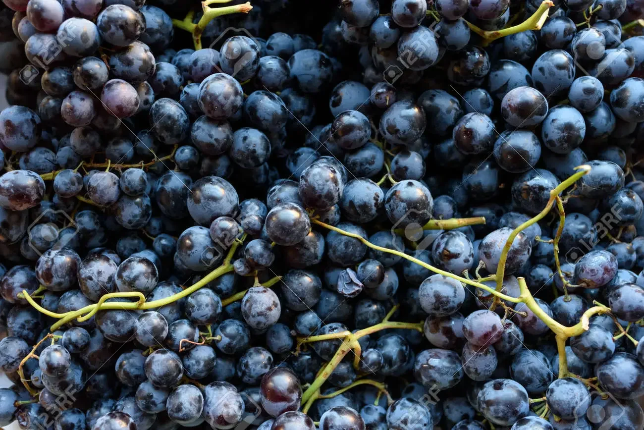 Highest Quality Premium Black Grapes with Good Sweet Content and Flavorful Available at Wholesale Price from Indian Exporter