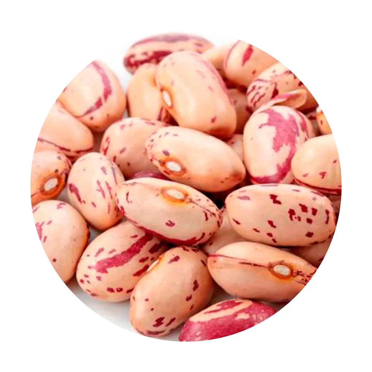 Bean white/red/all types very good for the body contains a large amount of fiber vegetable protein