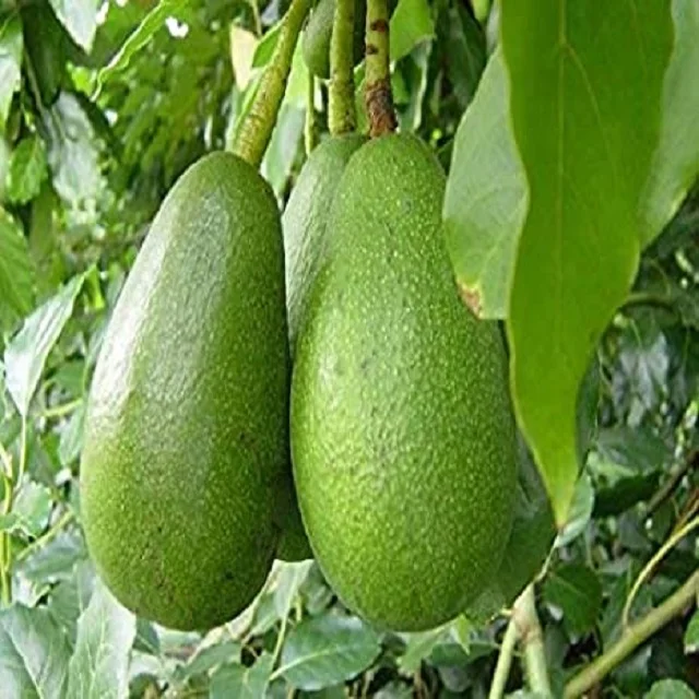 Avocado Hass Fresh Avocado from Mexico Green Tropical Style Color Weight Origin Wholesale Fresh Premium Avocado