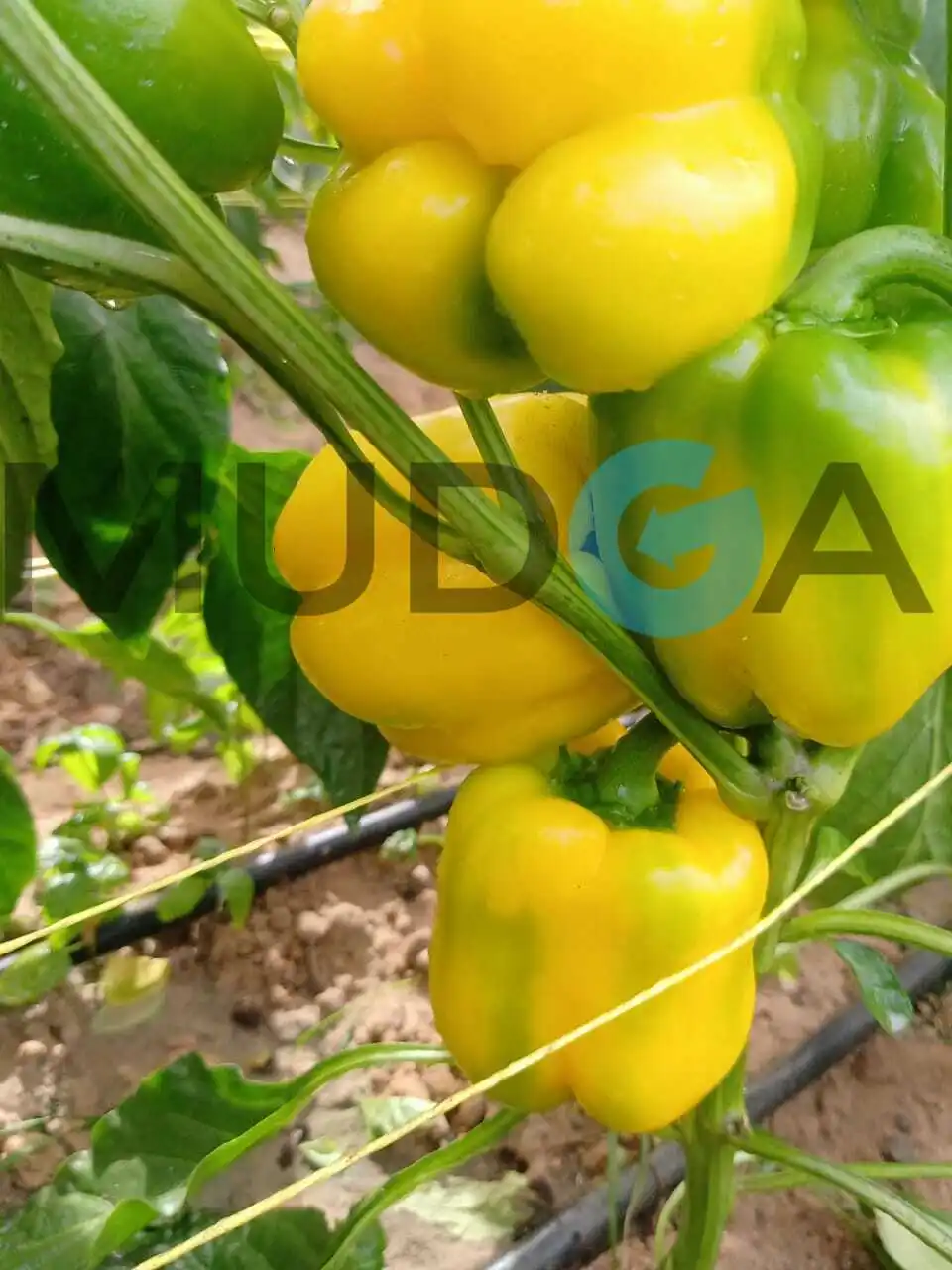 Свежий Египетский Перцовый пинцет, свежий пинцет, Египетский высококачественный свежий сладкий перец, дешевая цена, 100% натуральный