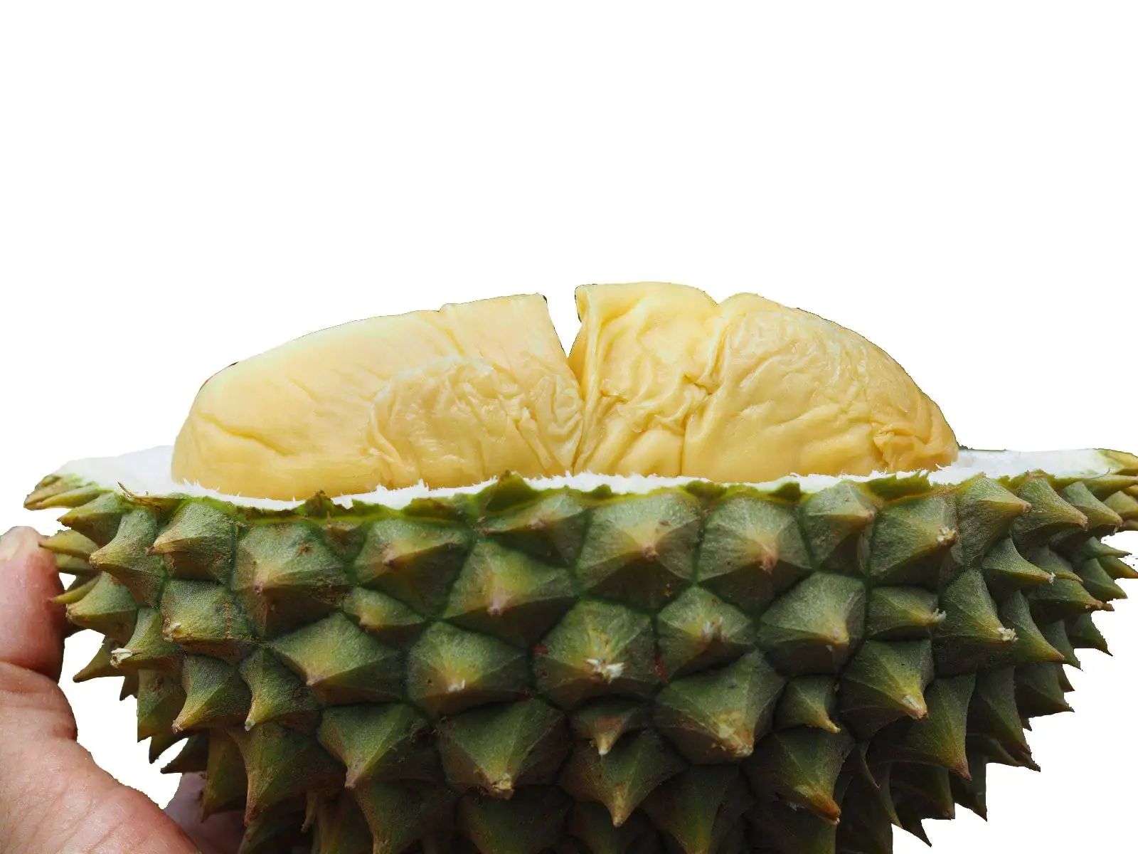 Malaysia Musang King Durian D197 Fresh Whole Fruit | Top Selling Premium Farm Fresh Durian From Raub Pahang
