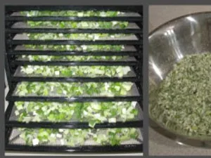 Best price high quality dried scallions supplier /holiday