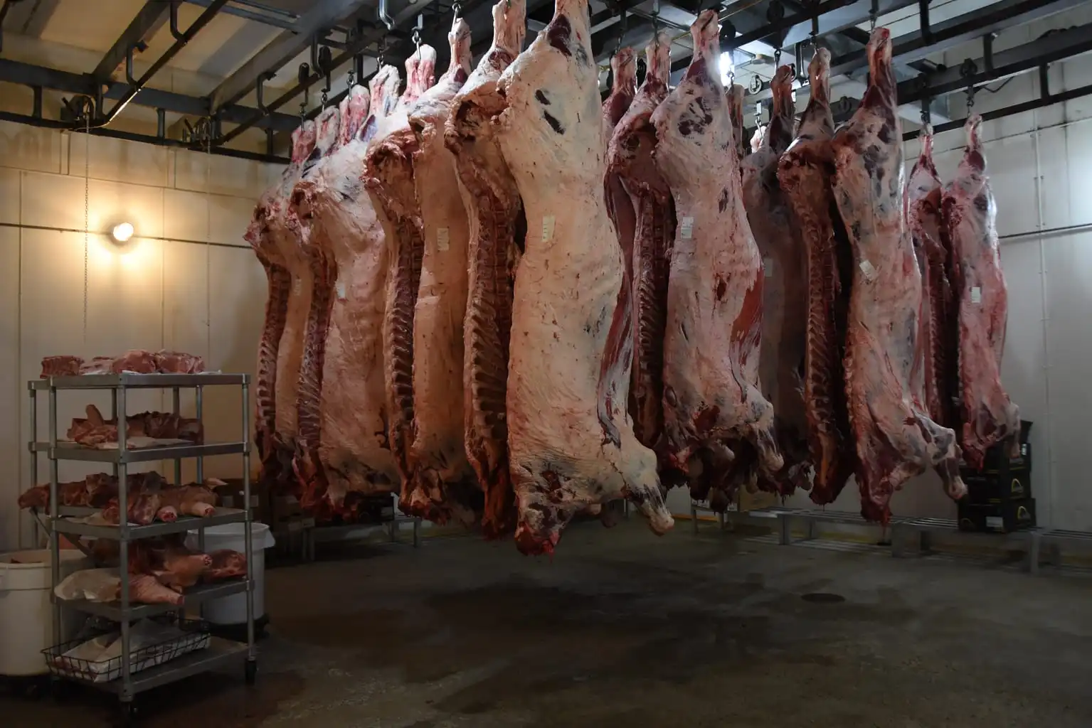 sheep lamb warehouse.jpeg