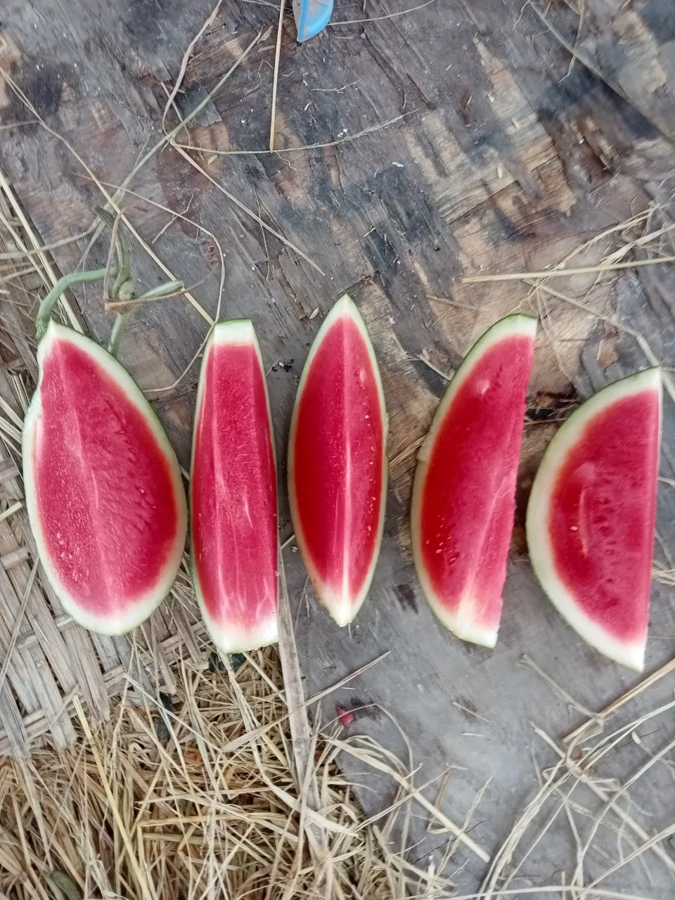 Watermelon Fresh Watermelon vietnam