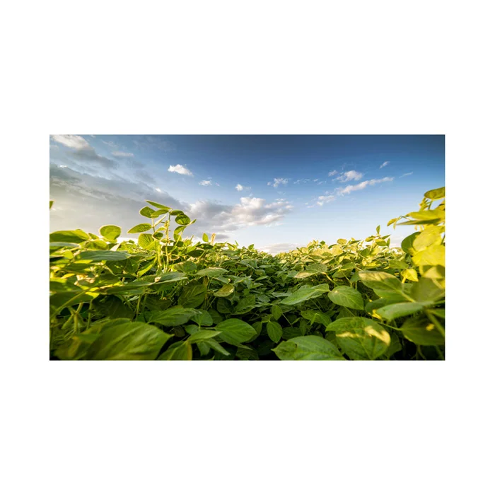 supplier high quality good prices non gmo soyabeans / soya beans seed for export / soybeans for sale