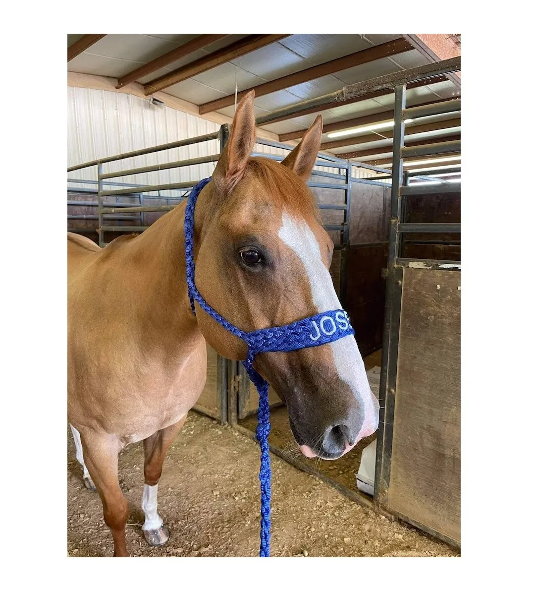 Best Selling Single Color Monogrammed Custom Made Mule Tape Adjustable Horse Halter With Name or Brand At Wholesale Manufacture