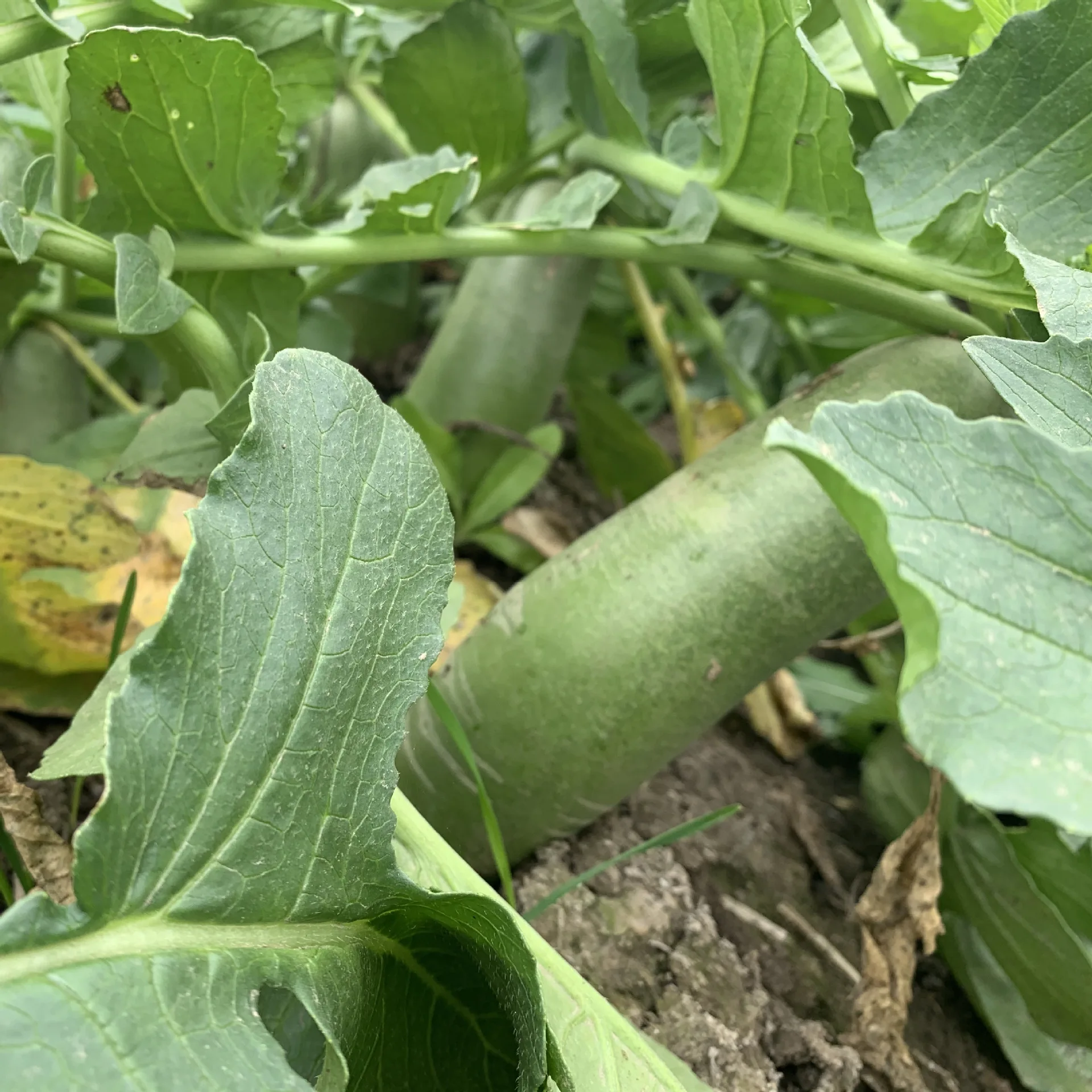 Wholesale green radish export Chinese fresh radish market price fresh vegetables