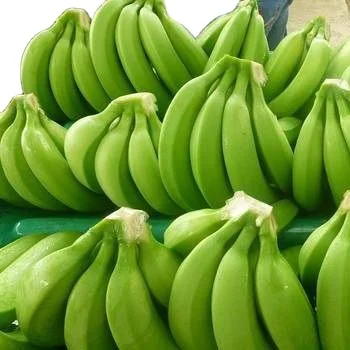 Ecuador CAVENDISH Green Premium Light Tropical Banana Sweet Style Packing GLOBAL Whatsapp Gross GAP Color Class Hand Weight Net