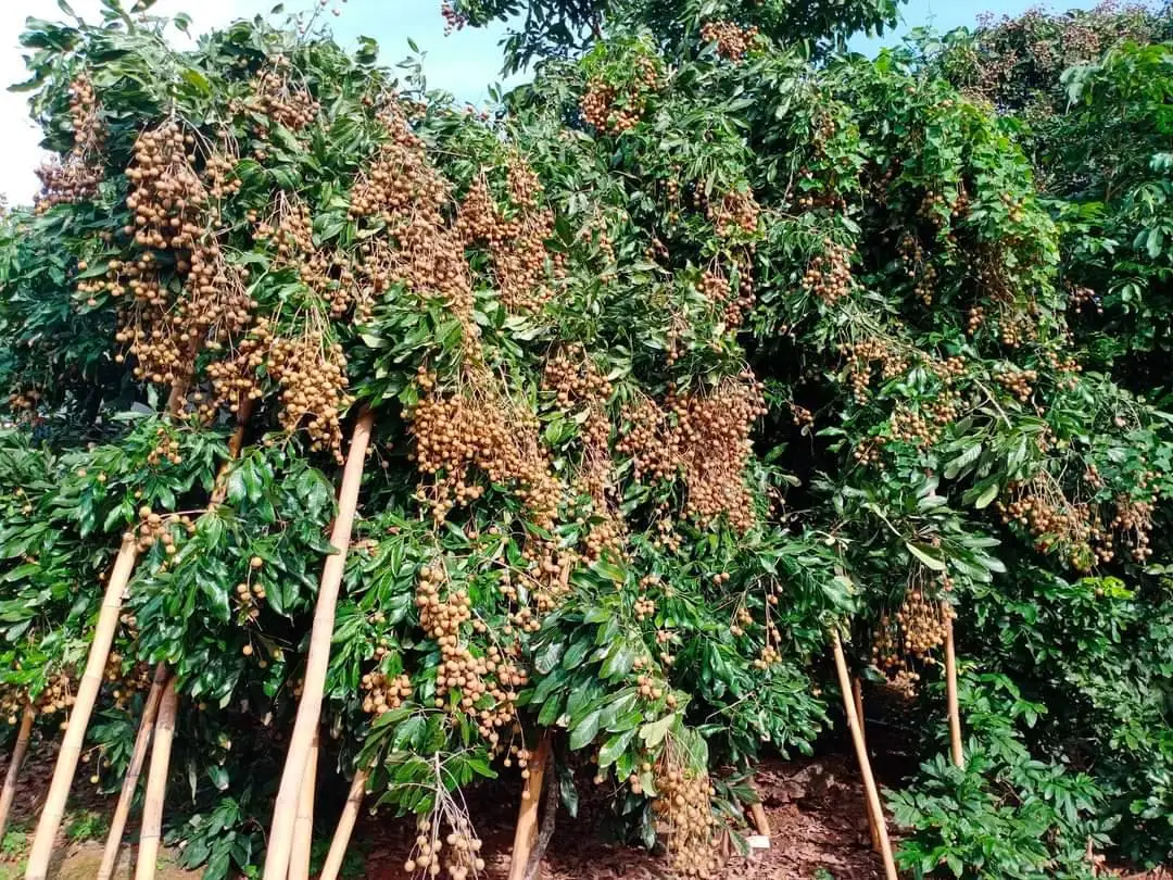 Longanic   Fruit Sweet  From Thailand