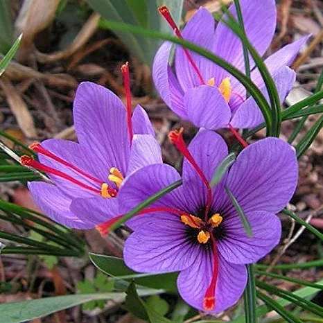 High Quality Pure Direct India Multiple Effects Precious Materials Saffron 100% Pure Dried