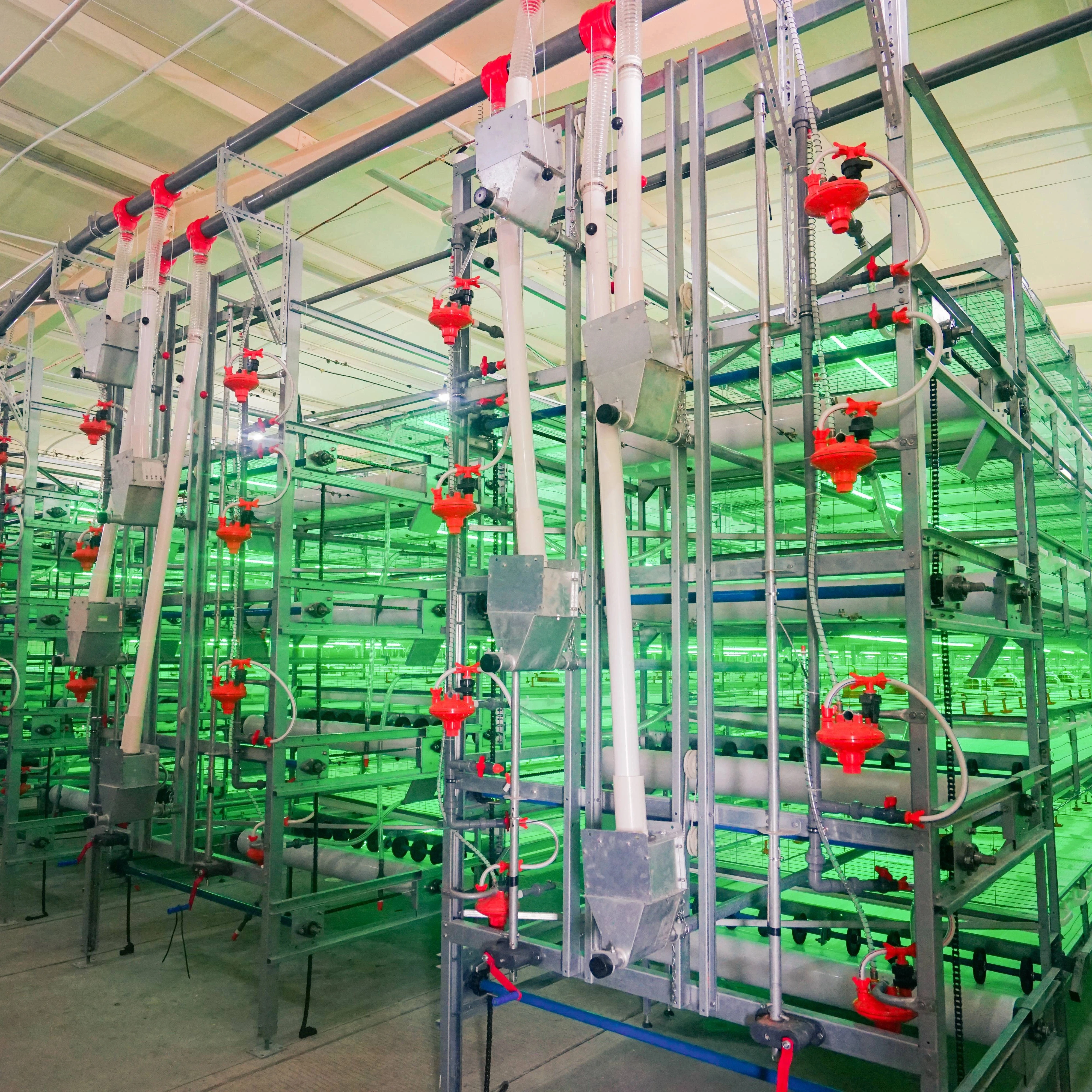 Automatic battery broiler chicken cage for poultry farm