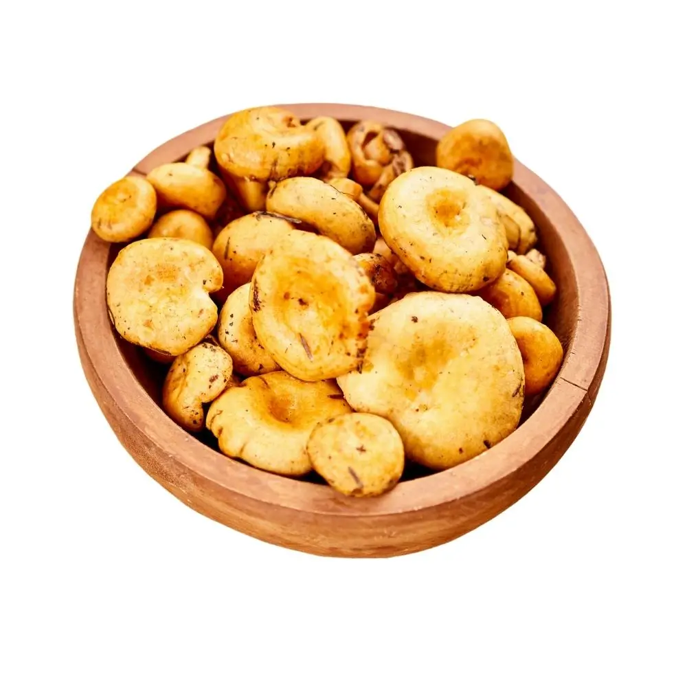 Mare Nostrum Delicious Lactarius Mushrooms - The Savory, Umami-Rich Mushroom Perfect for Any Meal Mediterranean Wild mushroom