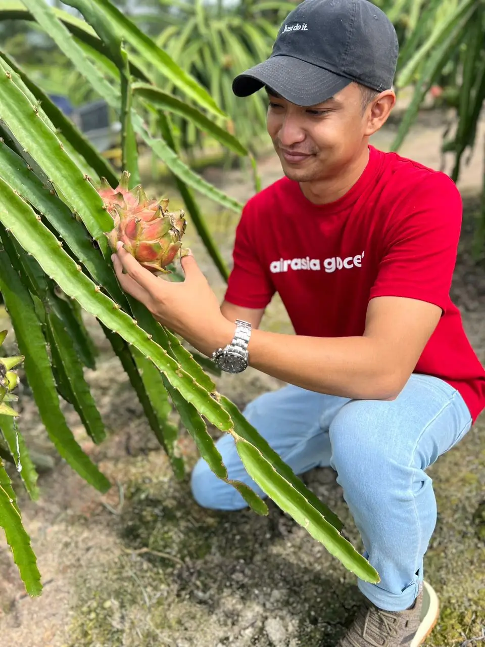 Fresh High Quality Dragon fruit Wholesale from Malaysia