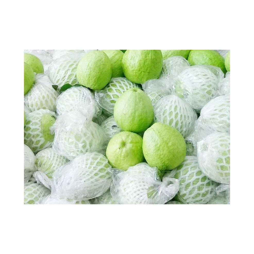 Fresh guava Fruit From Producers Of Vegetables High Quality Green Fresh Fruit guava Sweet Wholesale Price