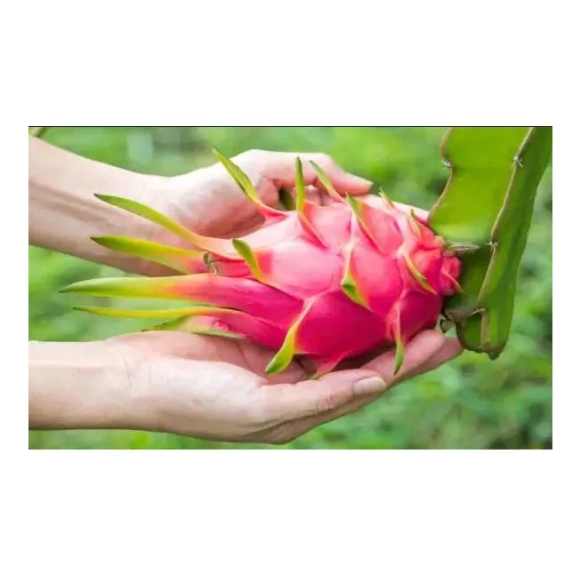 Top Quality Fresh Dragon Fruits For Sale At Best Price