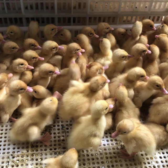 500 Eggs Hatching Machine Incubator Egg Tray New Vietnamese Manufacturer Best Quality Egg Incubator For Sale