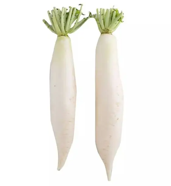 Top Grade Fresh White Radish / Red Radish Whole Price Directly From Factory for sale at affordable price