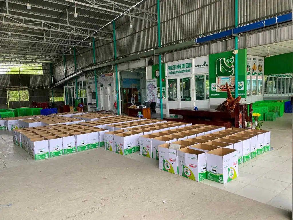 Nam Roi Pomelo, не 100% химикатов, для рынков Азии | Премиум-экспорт во Вьетнаме