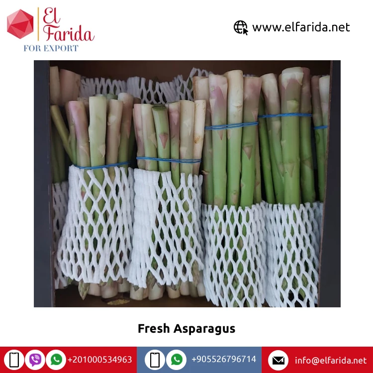 Bulk Good Quality Hot Sale 100% Natural Green Fresh Vegetables Asparagus from Egypt at Wholesale Price