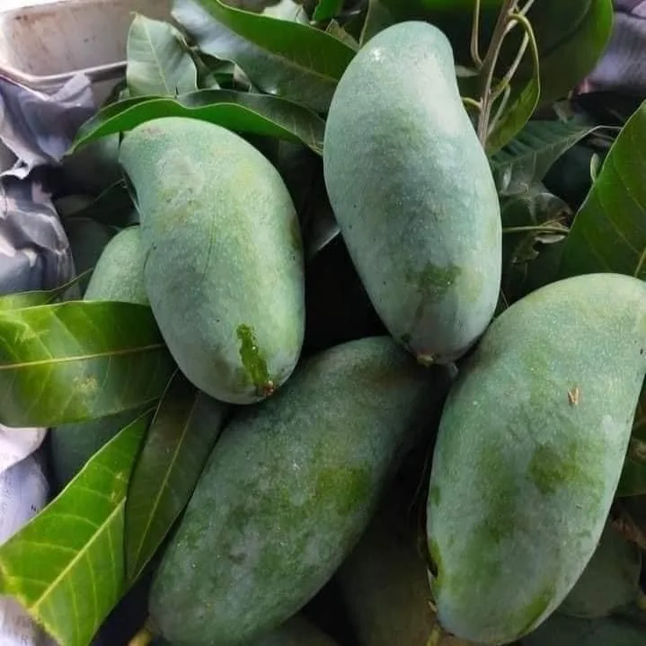 Свежий зеленый манго из Таиланда, готовый к экспорту, высокое качество, Лидер продаж, свежий зеленый манго