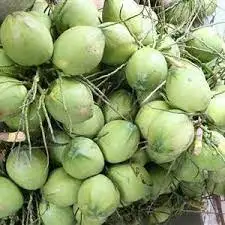 FRESH YOUNG COCONUT VIETNAM GREEN Premium WHITE Tropical Shell SWEET Style Packing Organic Pcs Color PURE Weight DRINK Shelf Chi