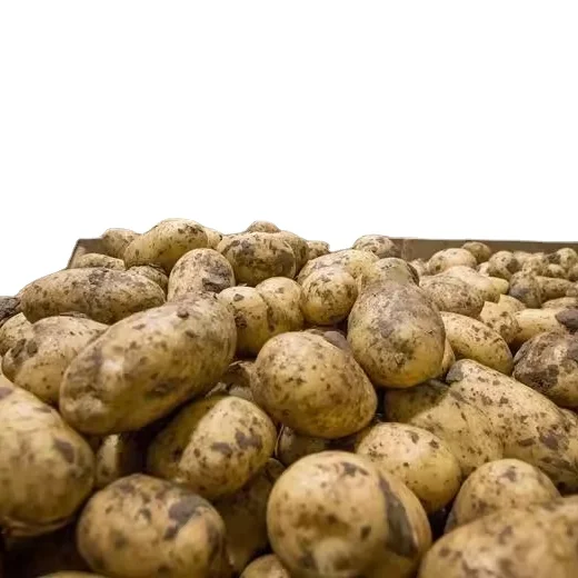 Fresh Holland Potatoes, Fresh Sweet Potatoes Ready for Export Netherlands Price Supplier