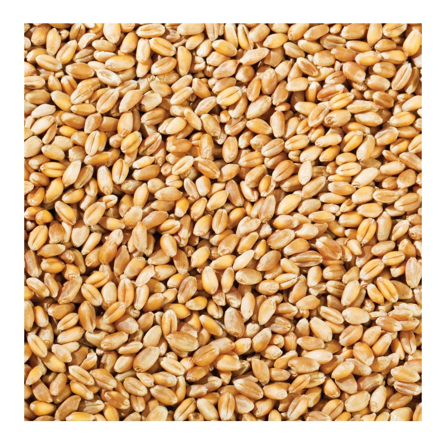 Wholesale Price Natural Soft Wheat Grains Bulk Stock Available For Sale