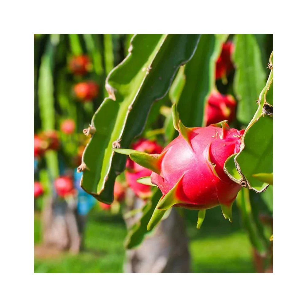 FRESH DRAGON PITAYA WHITE DRAGON FRUIT Product Wholesale Best Price Sweet taste Natural Best Seller WHITE DRAGON FRUIT Product
