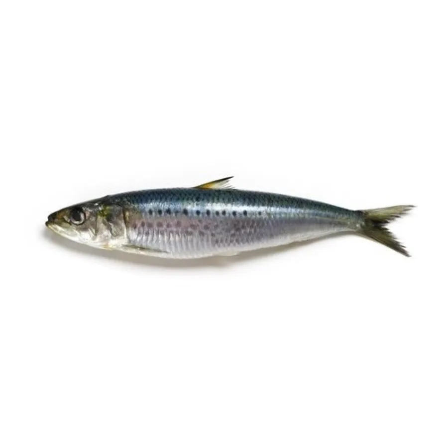 Top Selling High Quality Style BQF Process Wholesale Price Seafood Whole Frozen Sardine Exporters and Suppliers