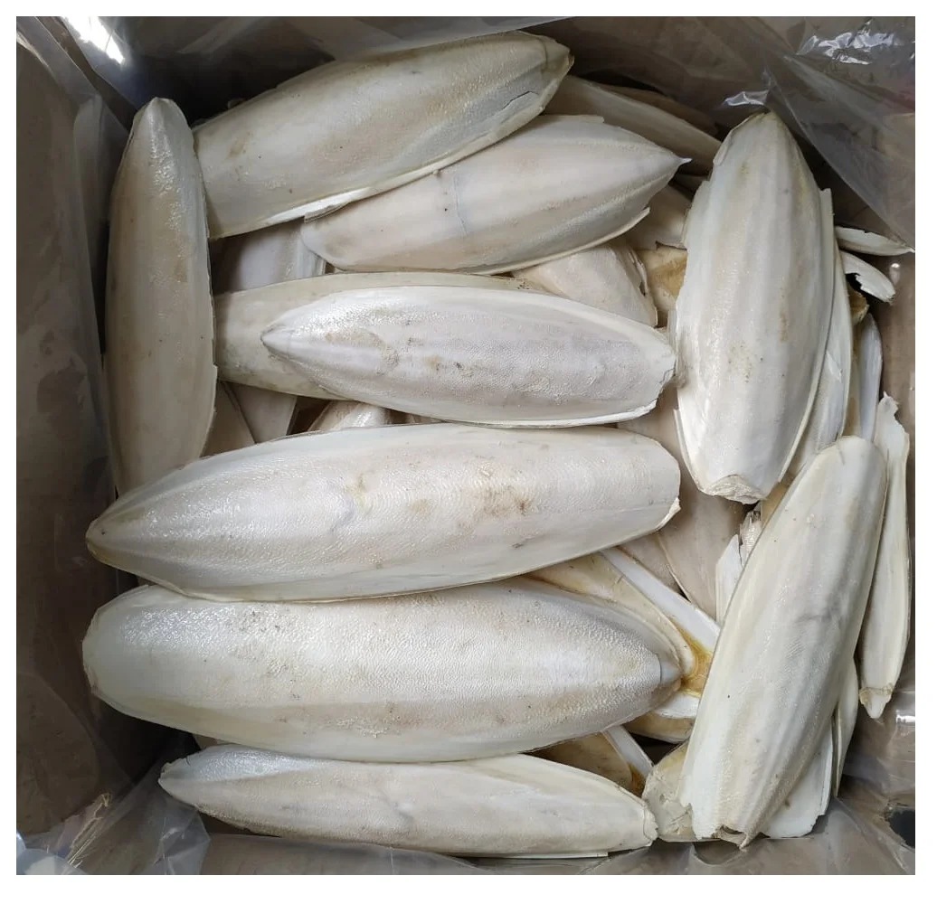 Hot Sale Cuttlefish Bones Dried cuttlefish bone Cuttle fish bone
