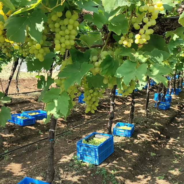 Best Quality Sweet Fresh Grapes Available at Wholesale Price from India