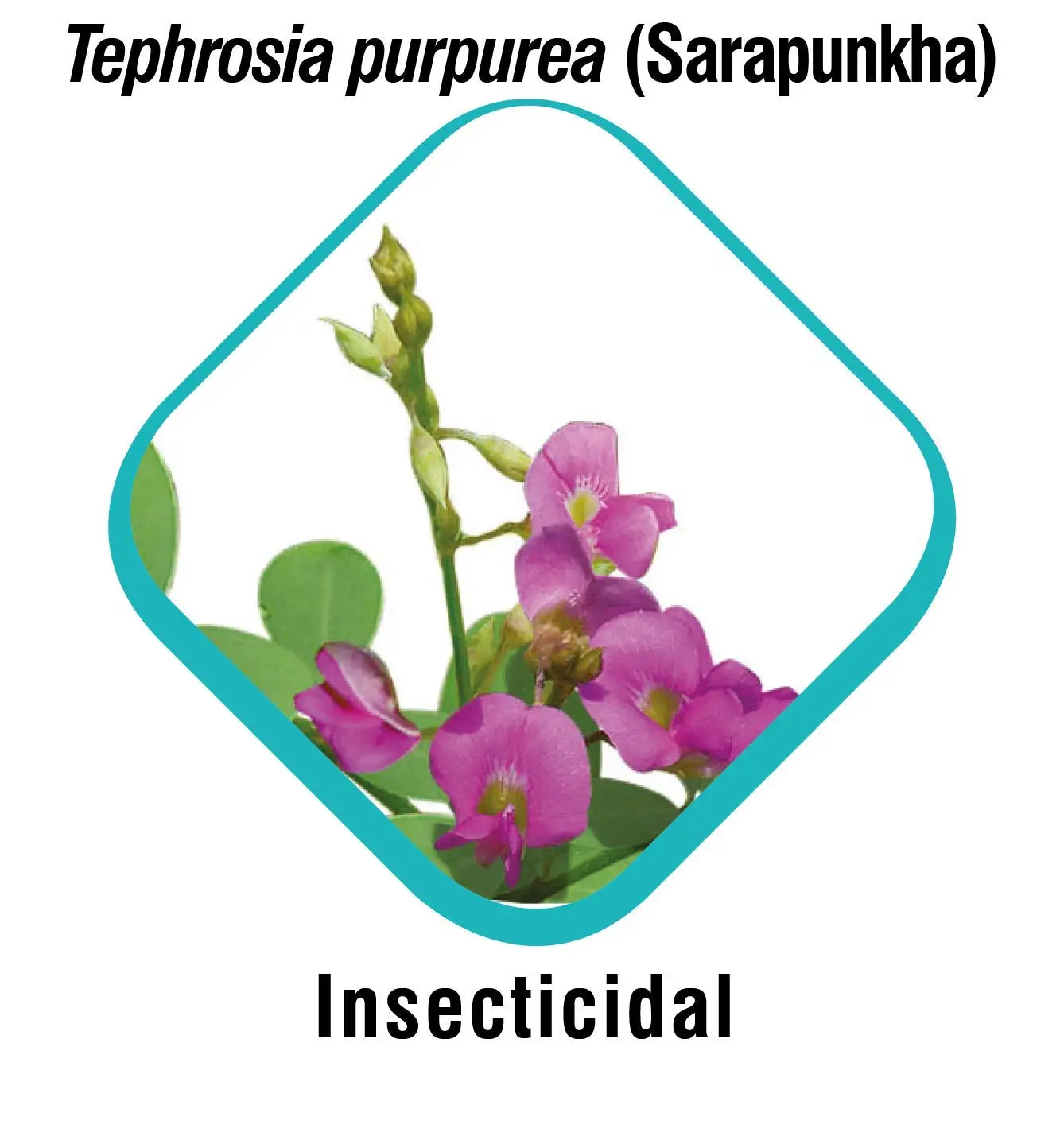 Himalaya Erina EP Shampoo Ecto Parasiticidal Shampoo Controls Ectoparasites like Ticks, Fleas, Lice in Pets - 200 ml