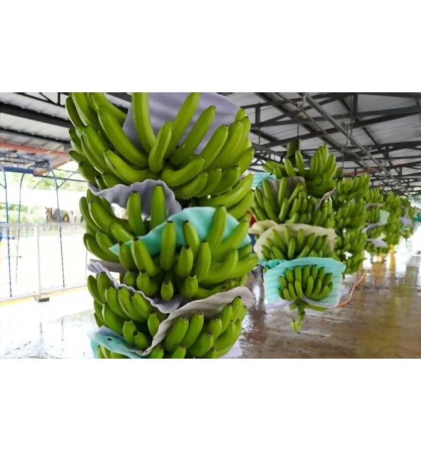 Wholesale Bulk Fresh banana Yellow/ Green Cavendish Banana Good Taste From Vietnam For Export / Agriculture Food CO., LTD