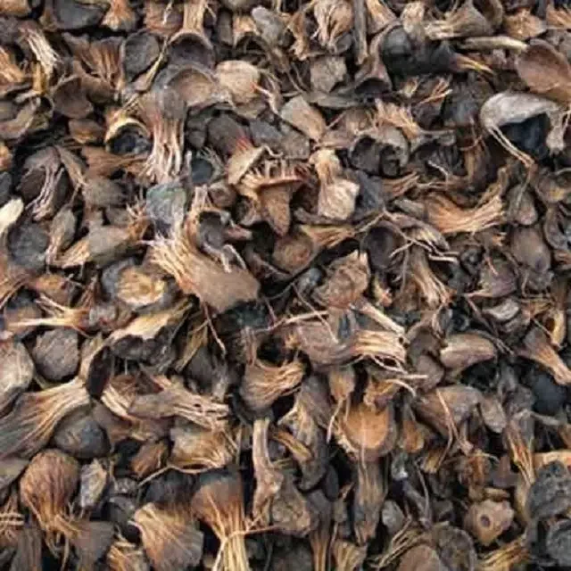 Factory price Palm kernel shell