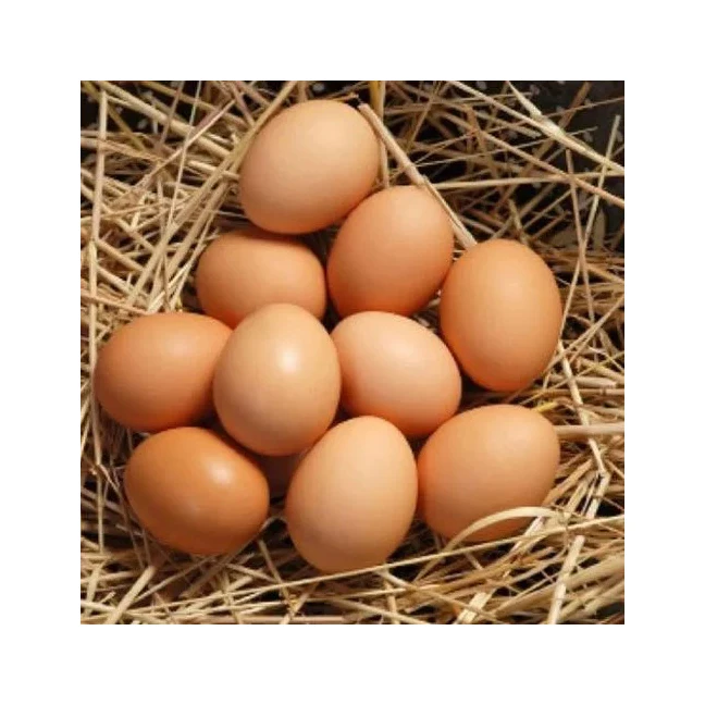 Cheap Price Wholesale Fresh Chicken Eggs For Sale In bulk Farm Fresh Chicken Brown Eggs for Sale