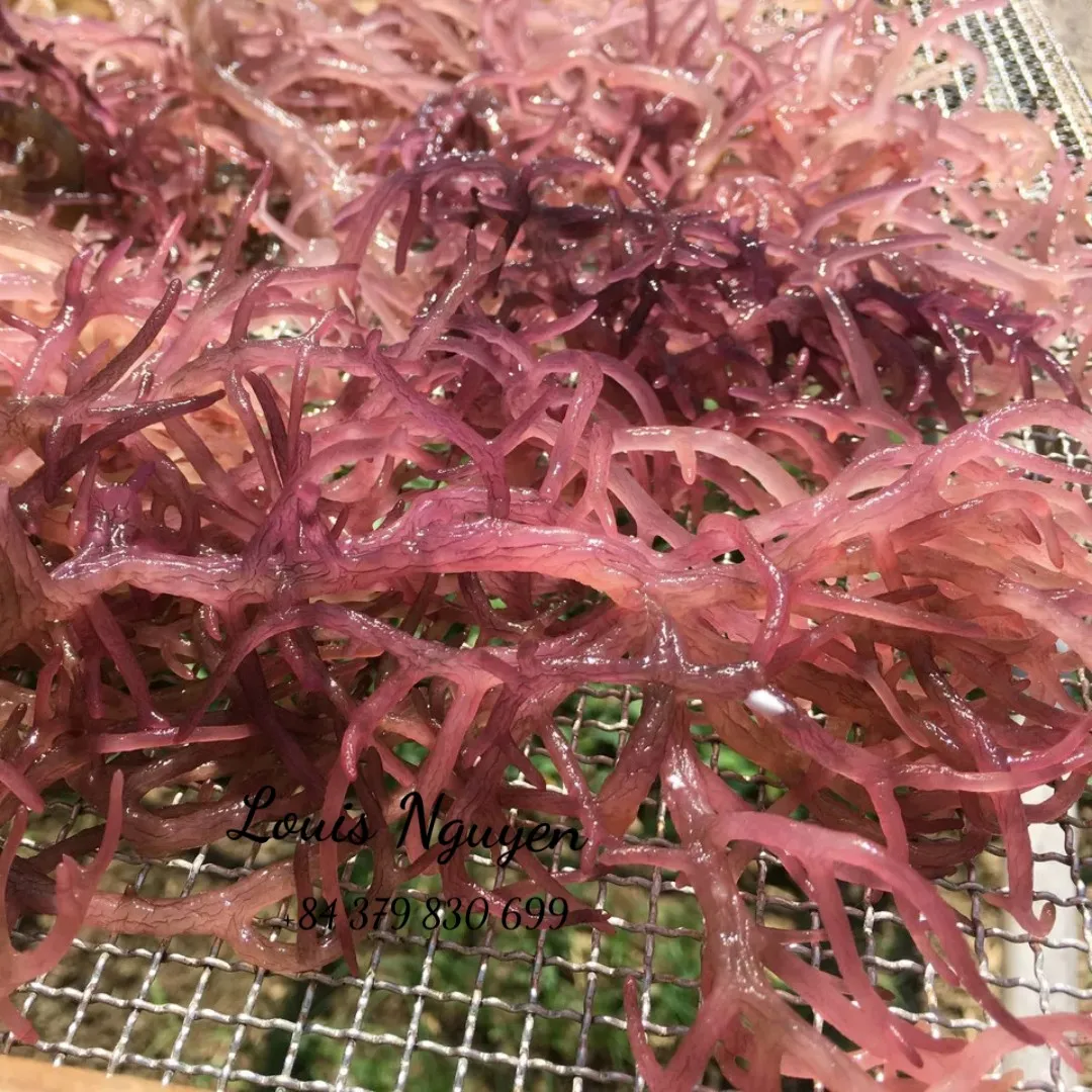 Top Exporter Purple Sea Moss - Irish Sea Moss From Vietnam - 100% Natural & Raw - Mr. Louis (WhatsApp: +84 379830699)