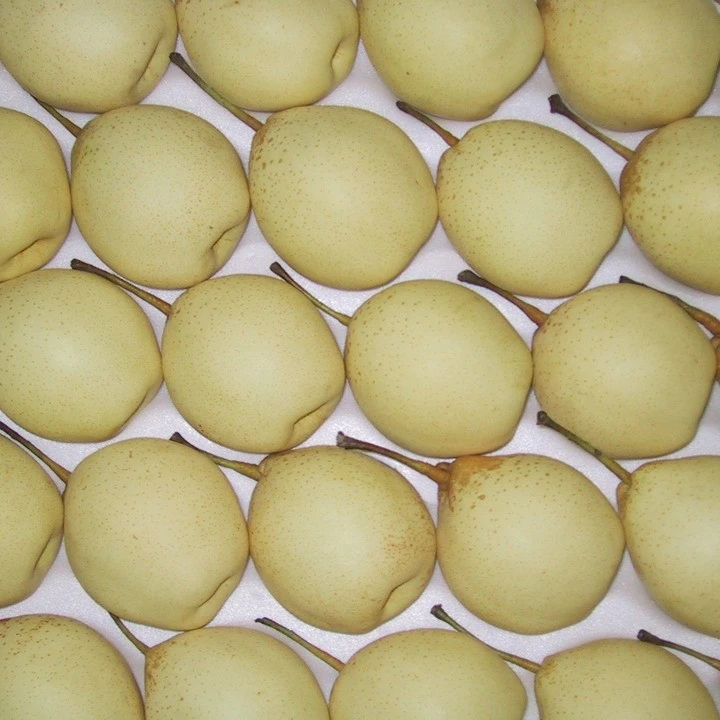 Оптовая продажа, Прямая поставка с фабрики, сладкая и сочная китайская свежая груша
