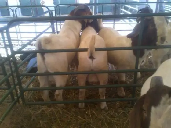 Healthy Boer Goats