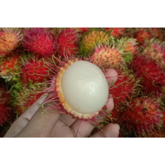 HOT Selling Rambutan Fruit From Thailand, Sweet and Natural Rambutan High Quality, Thailand Fresh Fruit Export