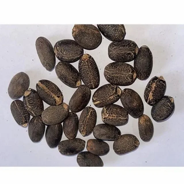 Top Grade  Canada Jatropha Seeds Wholesale Price Jatropha Seeds available