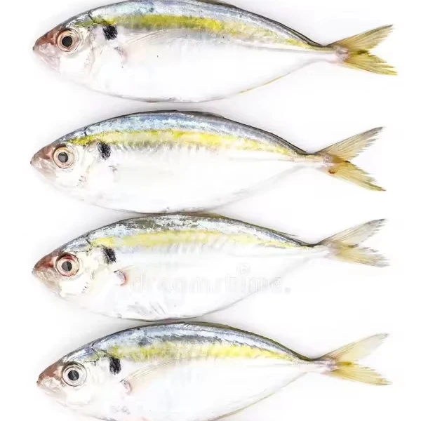 Good Quality Frozen Yellow Stripe Trevally Scad Fish Manufacturer made in Vietnam