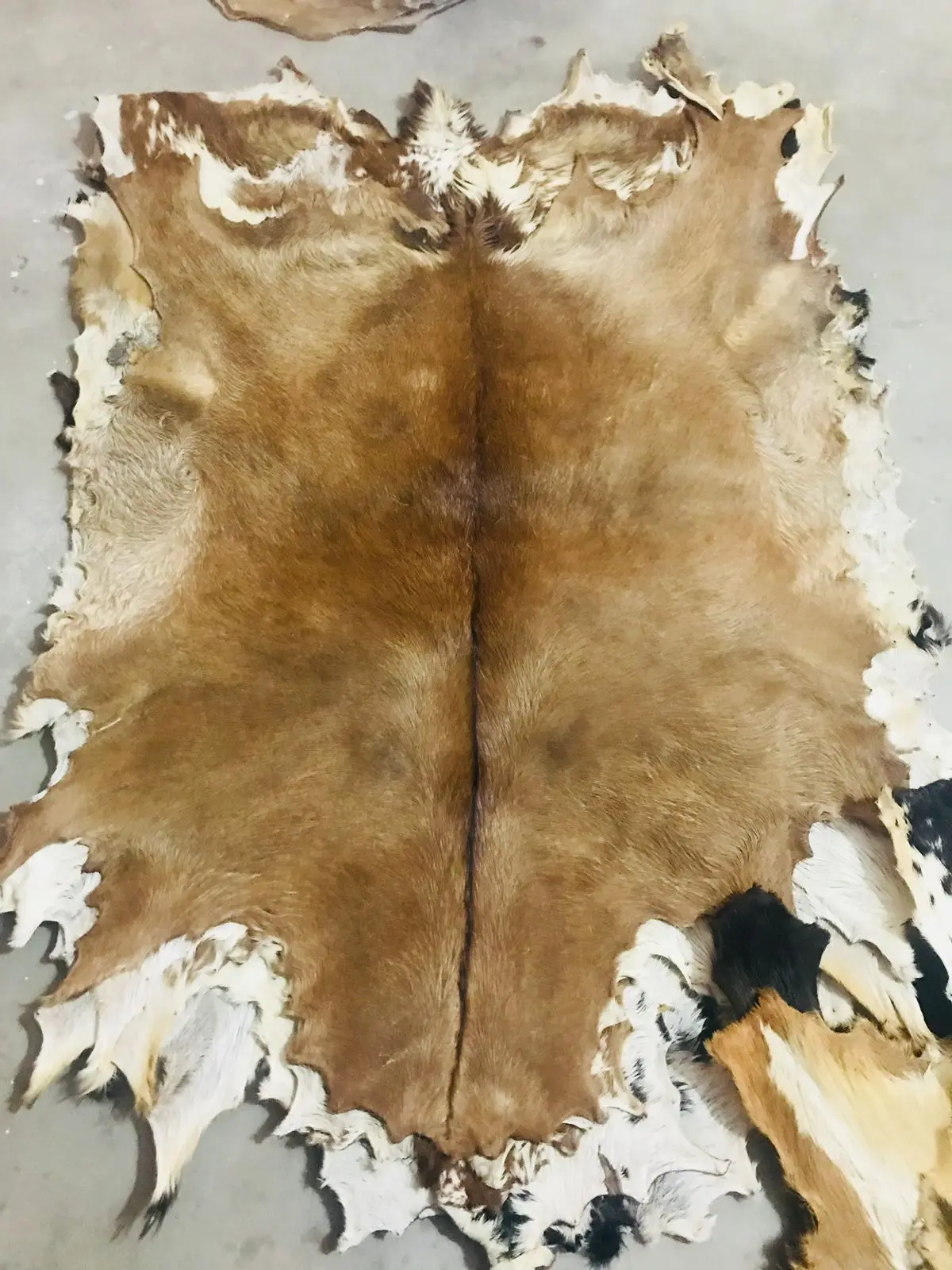 Vellum Head Full Goat skin with Hair
