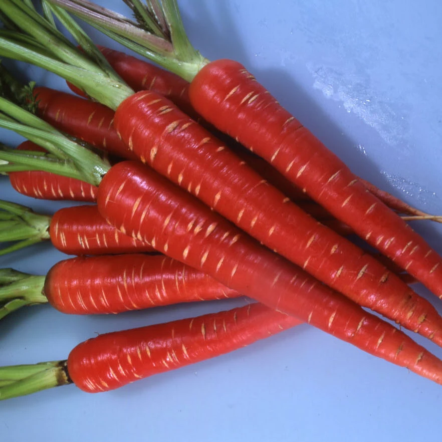 samurai carrot for sale