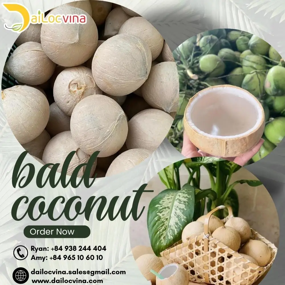 VIETNAM FRESH YOUNG BALD SHAPE COCONUT FRUIT 100% ORGANIC MADE INCAILOC VINA  VIETNAM