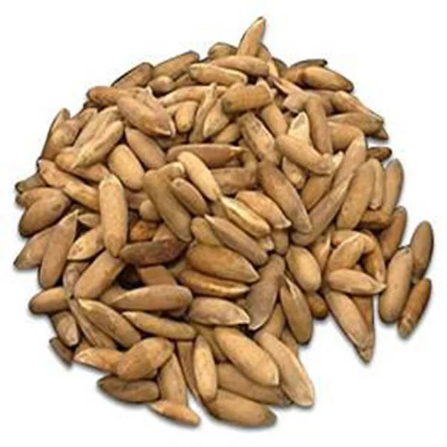 Fresh Organic Himalayan Pine Nuts Chilgoza with Soft Shell 100% Natural & Wild bulk wholesale prices customized packing
