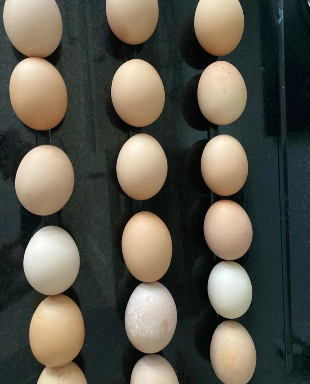 wholesale chicken eggs