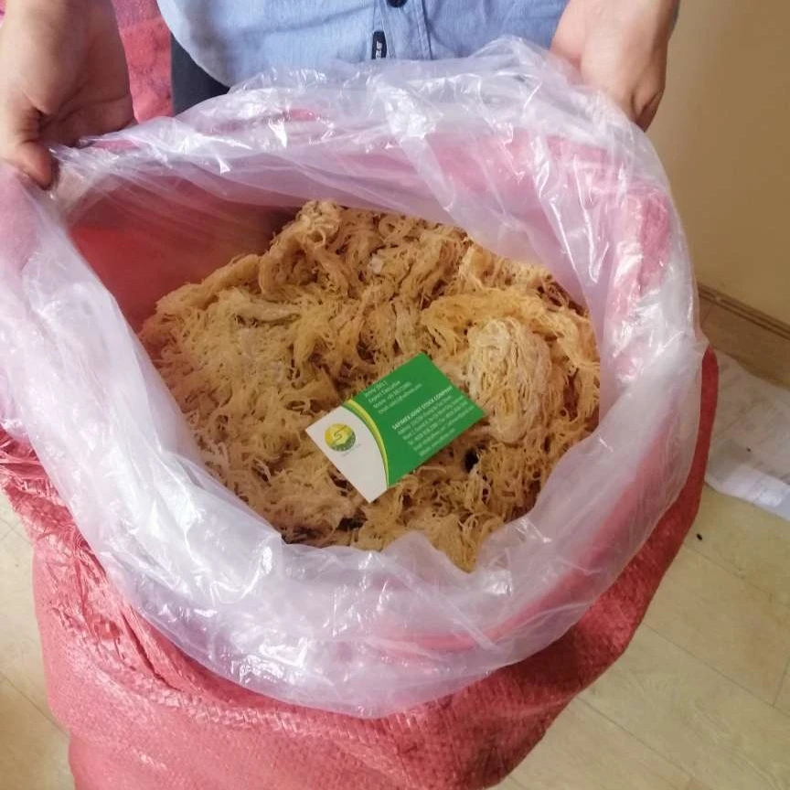 Dried Seaweed Eucheuma Cottonii Ulva Lactuca / Vietnamese Irish Moss Powder For Food